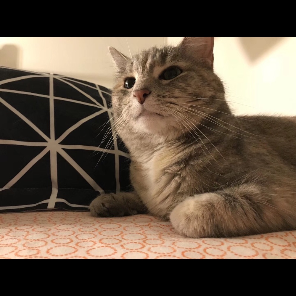 Meet your Posher, Boxi